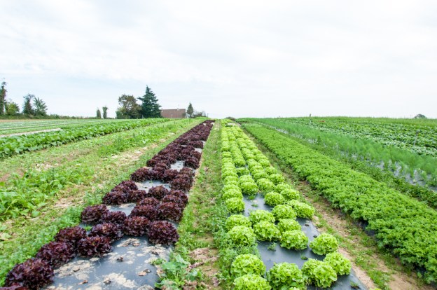 Salade "Feuilles de chene" dans les champs
