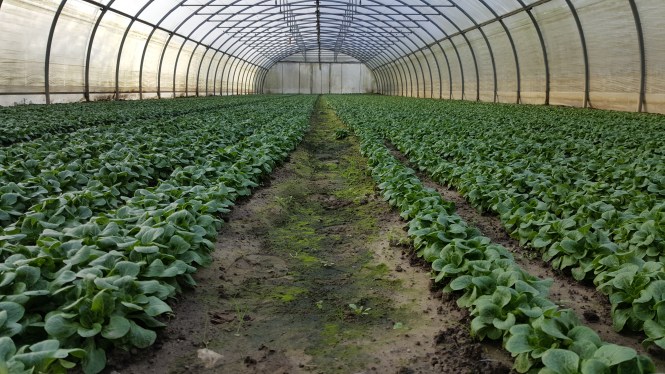 suivis mache planter fin novembre