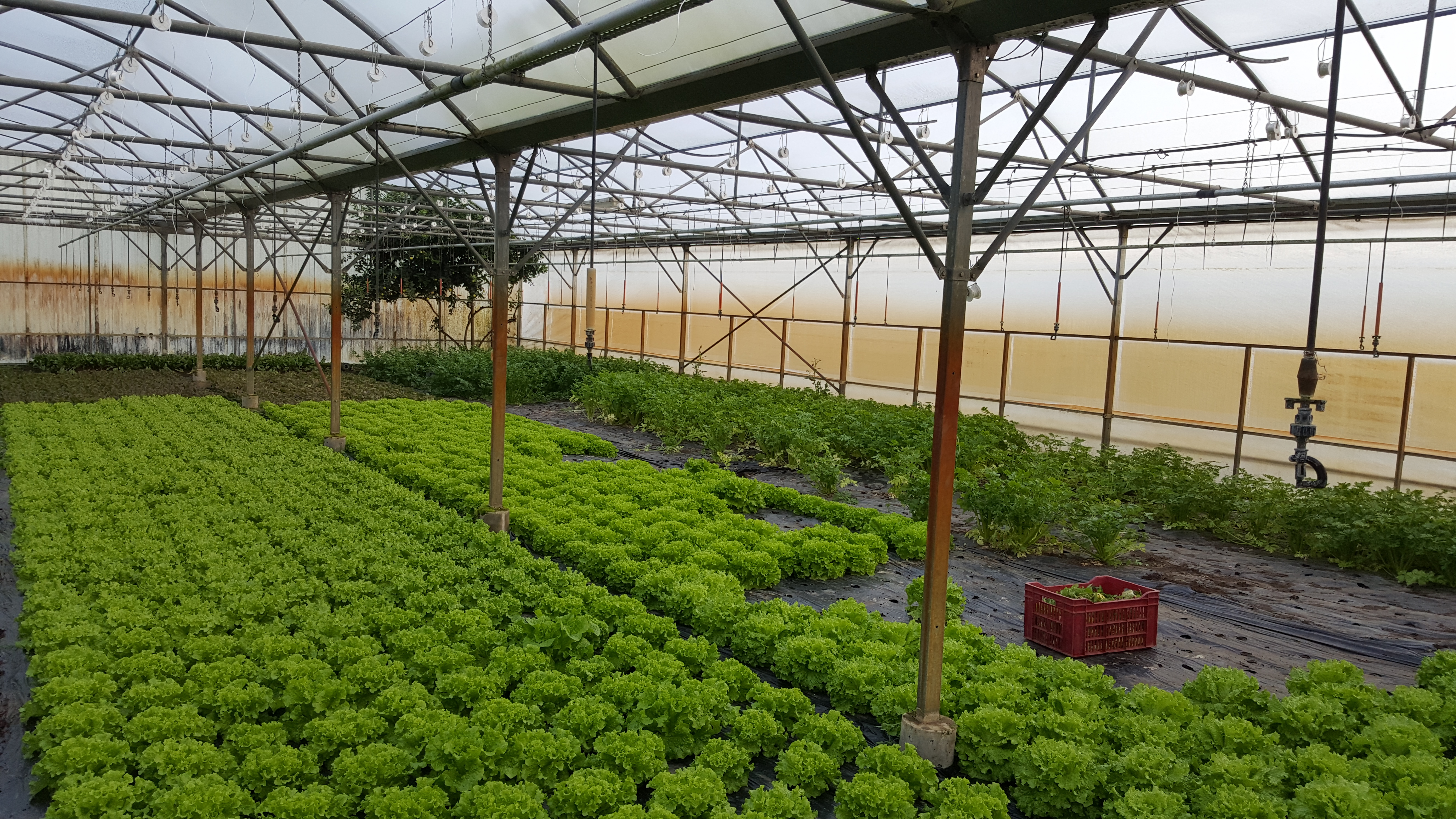 suivis salade 15 novembre.jpg