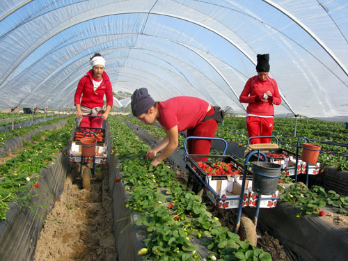 Espagne-ouvrie_res_agricoles_dans_champs_de_fraises_bio-14f67.jpg