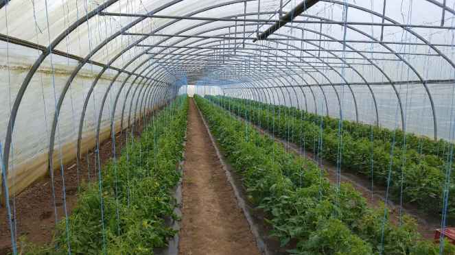 Photo maraichers (7)