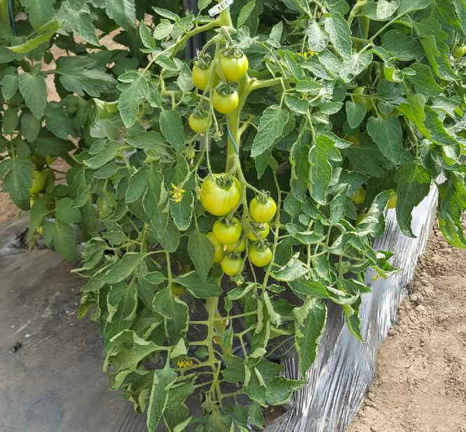 Tomates - 16 juin 2017