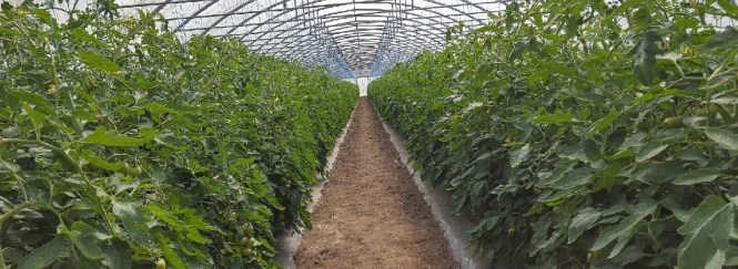 tomates sous serre-19 juin 2017