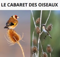 AMAP_LeCabaretdesOiseaux