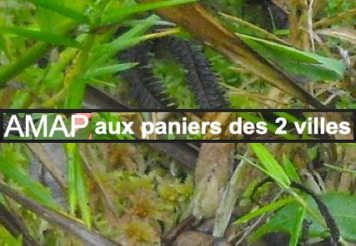 AMAP_Auxpaniersdes2villes