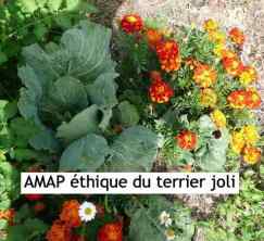AMAP_du_Terrier-joli