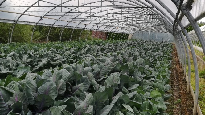 Des choux qui poussent