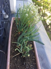 Echalottes_et_estragon-2