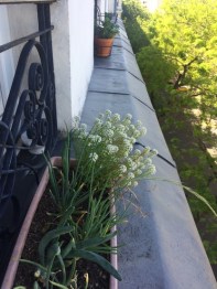 Echalottes_et_estragon