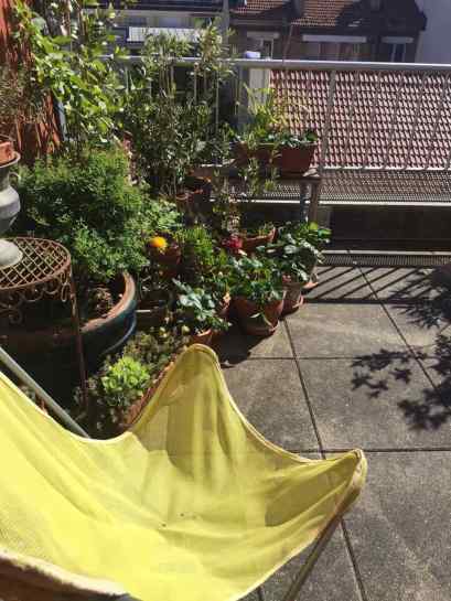 Fraisiers_PlanLarge_rue de la Réunion_190520