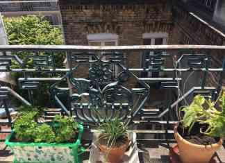 Persil-ciboulette-cornichons_20200519