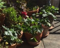 Plants-fraisiers-------------PlanSerre