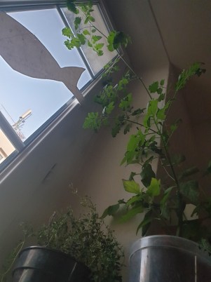 Tomates_Thymcitronne