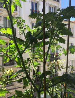 Trois_plants_de_tomates