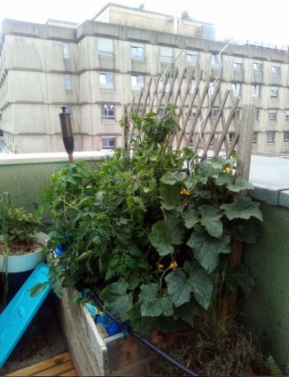 Cucurbitaces1_Rasselin_130620