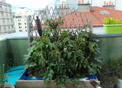 Cucurbitaces2_Rasselin_130620