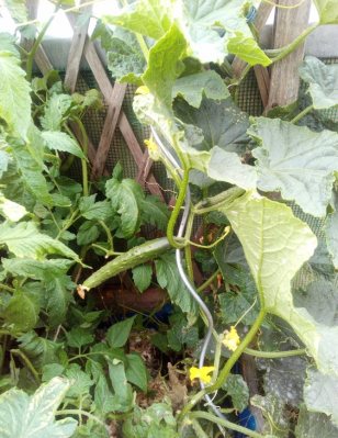 Cucurbitaces3_Rasselin_130620