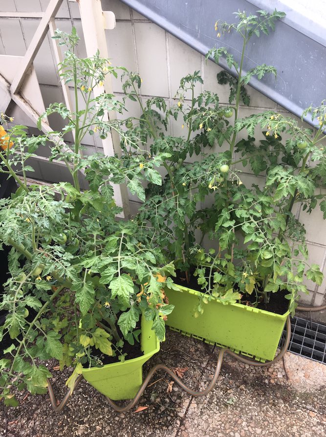 Tomates_juin2020_Picpus