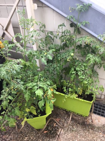 Tomates_juin2020_Picpus